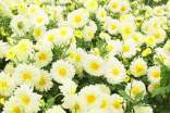 描写菊花优美句子
