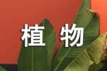 植物传播种子的方法及方式
