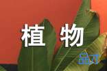 《植物妈妈有办法》评课稿范文